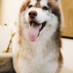 Close-up of a happy Siberian Husky with tongue out, sitting on a couch indoors.