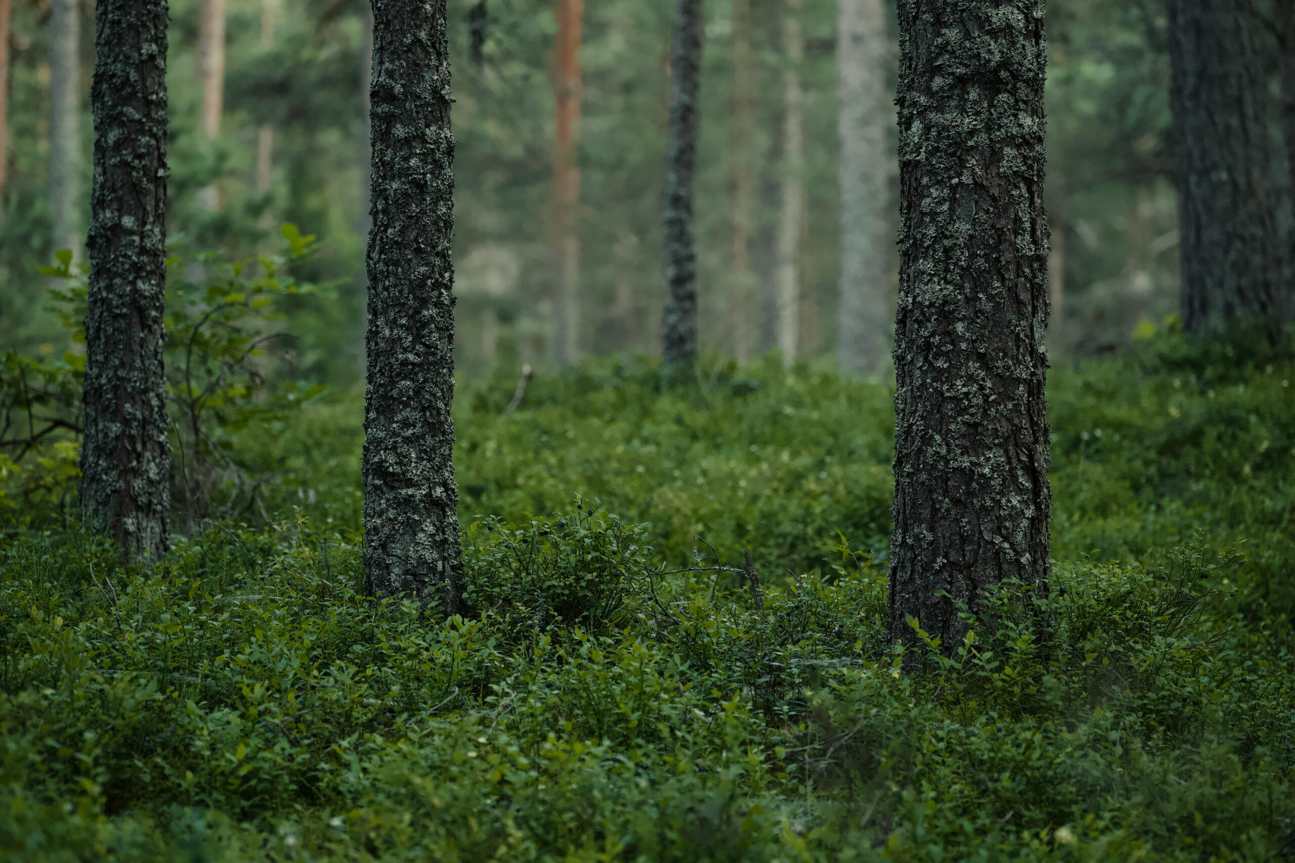 Home Peaceful forest scene with tree trunks and vibrant greenery, perfect for nature enthusiasts.