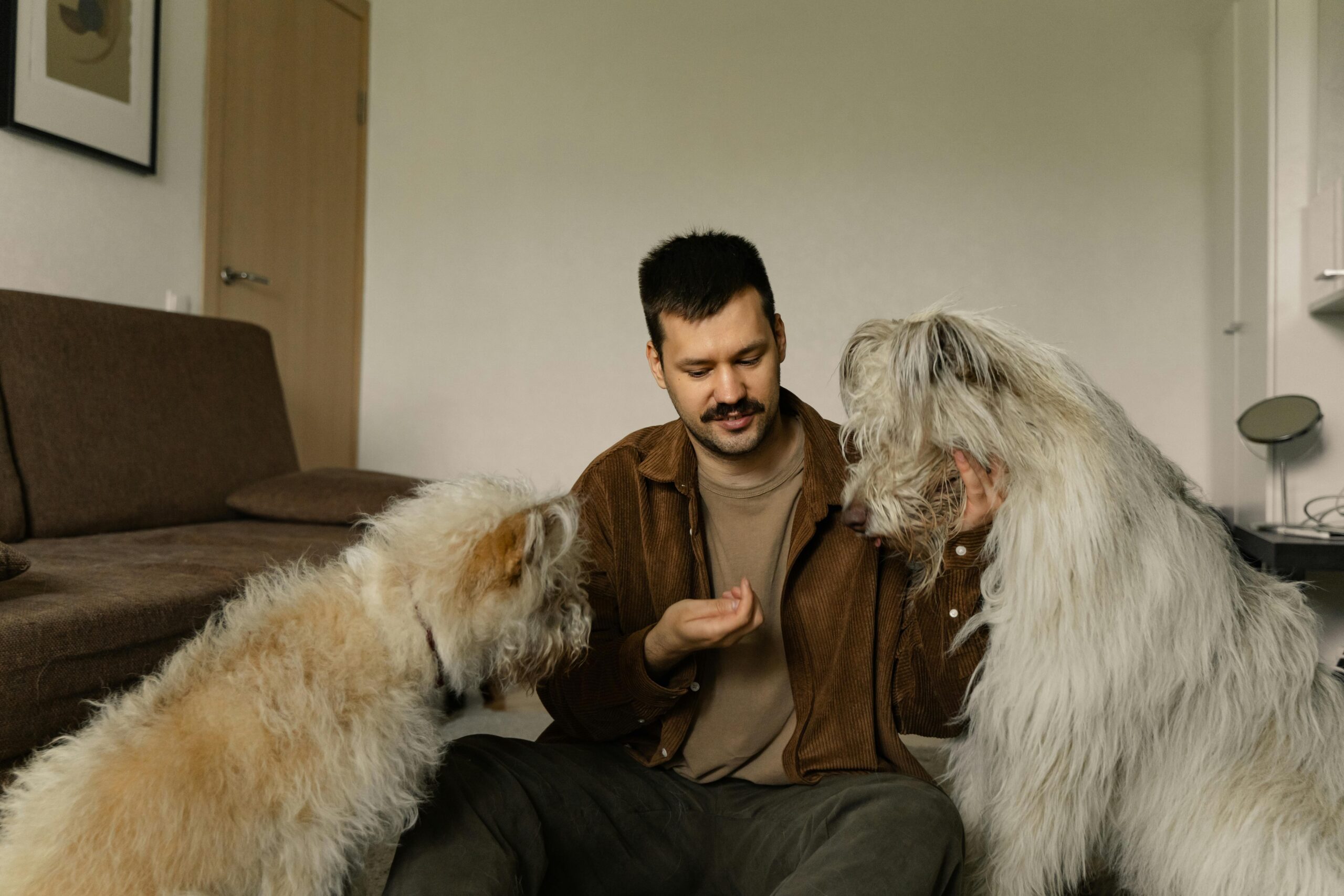 Home A man sits with two fluffy dogs, interacting and feeding them indoors.
